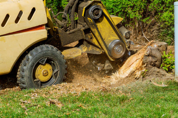 The Steps Involved in Our Tree Care Process in New Rockford, ND